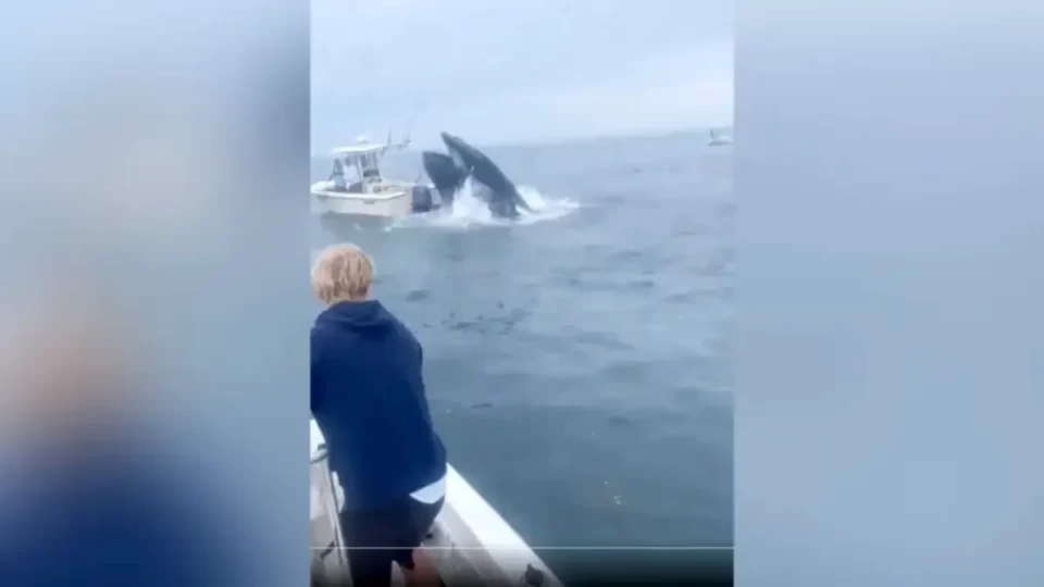 Baleine renverse bateau de pêche au New Hampshire: scène capturée en vidéo