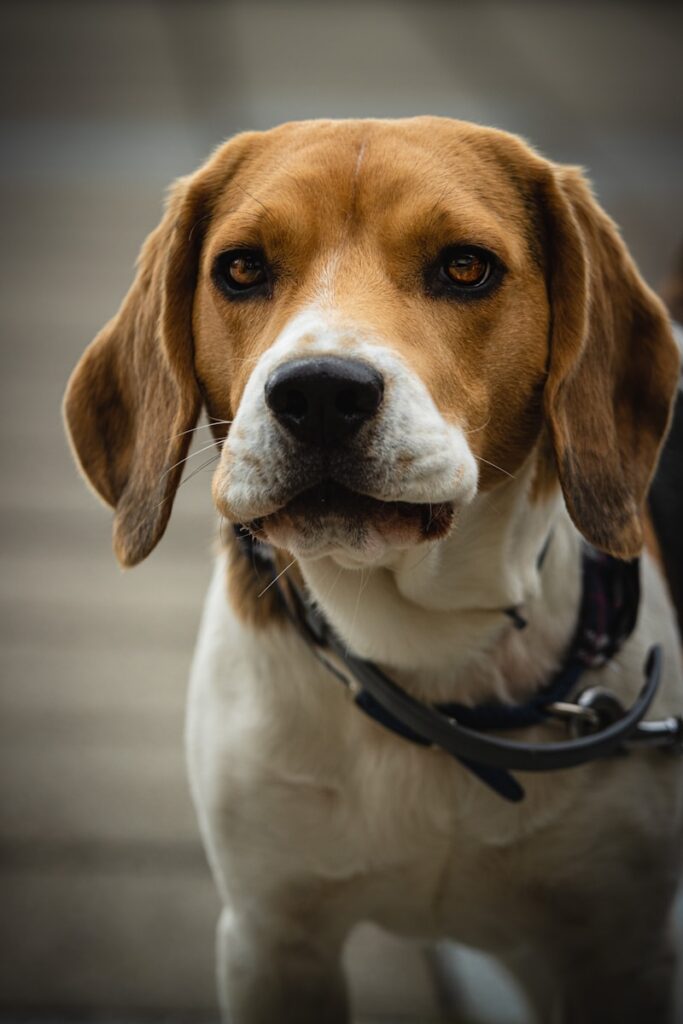 Le chien est un animal de compagnie accepté