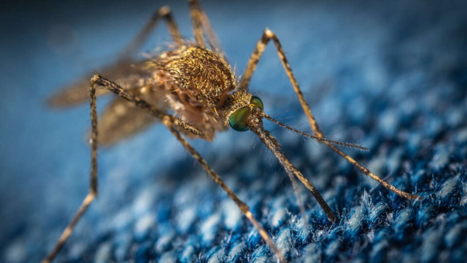 Un Américain meurt d'une maladie rare des années après avoir été piqué par un moustique aux États-Unis