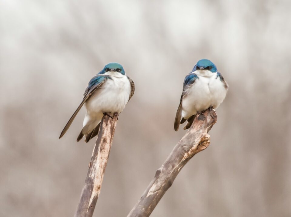 Alerte - Une chute alarmante de la biodiversité révélée par un rapport de la WWF